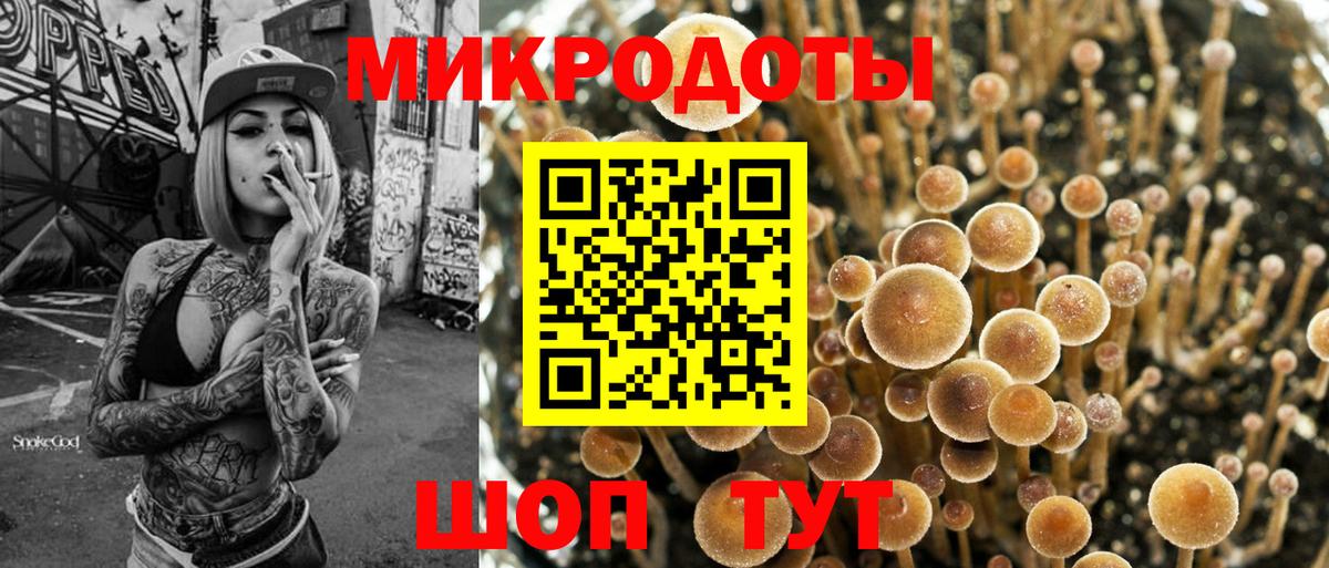 Псилоцибиновые грибы Psilocybe Пугачёв