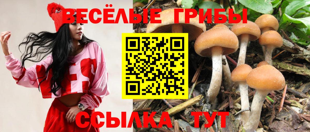 Пугачёв  Галлюциногенные грибы Magic Shrooms  Вход с VPN  Псилоцибиновые грибы Cubensis 